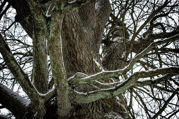 Oak tree with huge branches in the forest