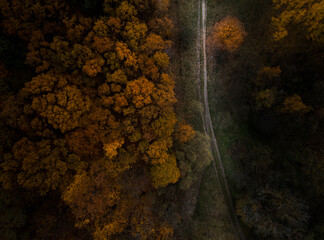 Road in an autumn forest from above