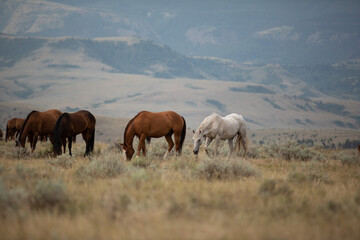 Horse herd in Montana being rounded up and brought in cavy for work in the Mountains by the...