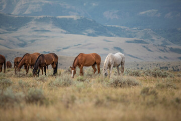 Horse herd in Montana being rounded up and brought in cavy for work in the Mountains by the...