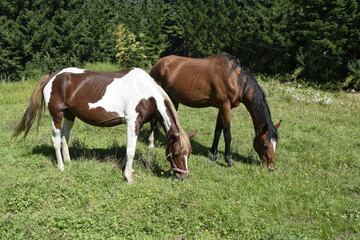 Obraz na płótnie Canvas two horses grazing