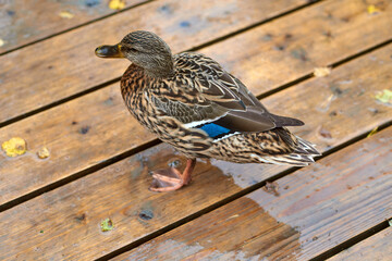 Female mallard or wild duck with blue feathers called a speculum on her wings. It walks on wooden...