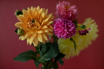 Colorful orange and pink dahlia flowers bouquet  on the red background close up macro