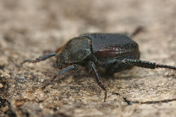 Closeup on the ​Welsh Chafer beetle, Hoplia philanthus
