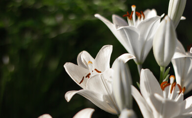 Obraz premium Close-up of white lily flowers on a dark background, selective focus, copy space
