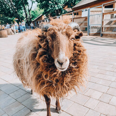 close up of a sheep