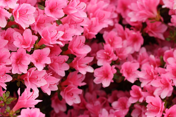 Pink azalea japonica flowers close up with blurred background. Copy space.