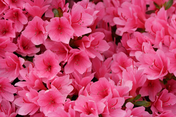 Pink azalea japonica flowers close up background.