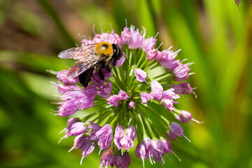 Bumblebee on a purple allium flower in South Windsor, Connecticut.