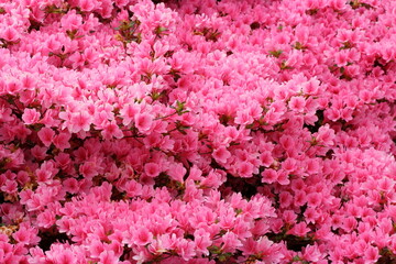 Obraz premium Blossom of pink azalea japonica shrub background.