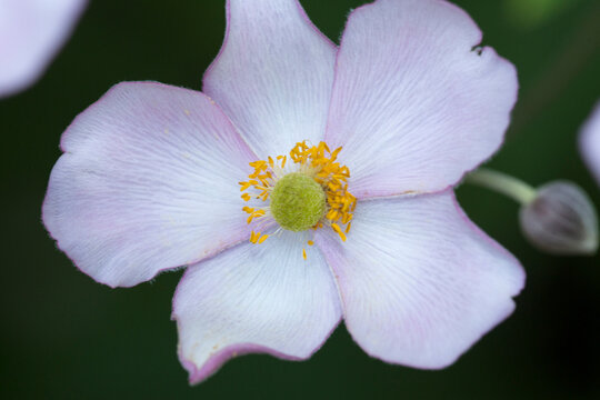 Japanese Anemone Flower In A Garden In South Windsor, Connecticut.