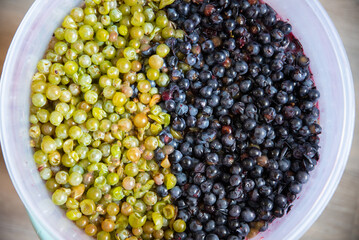 Grape pulp for winemaking