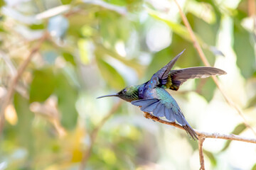 Hummingbird in South America - Paraguay, Guiara
