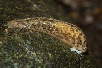 Carolina mantle slug on Mt. Sunapee in Newbury, New Hampshire.
