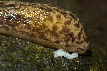 Carolina mantle slug on Mt. Sunapee in Newbury, New Hampshire.