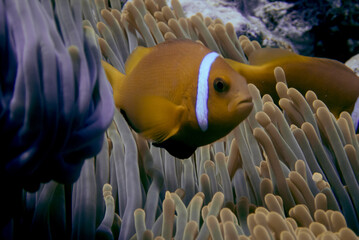 Maldives anemonefishes having protection between the anemone tentacles. Amphiprion nigripes