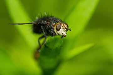 Tachinid fly on a green leaf in Sunapee, New Hampshire.