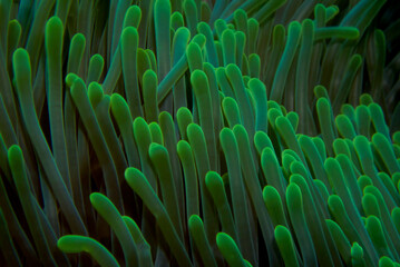 calmy anemone tentacles wallpaper