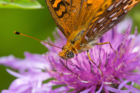 Closeup of an Aphrodite fritillary butterfly on Mt. Sunapee.