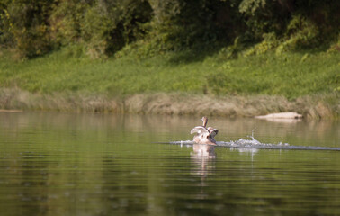 Fototapeta premium swans swim in the river