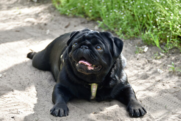 Adorable black pug with a cute face is resting in a forest glade.