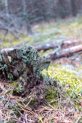 forest landscape mushrooms and moss
