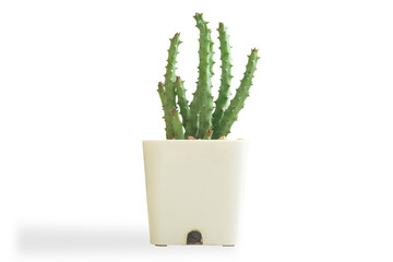 Mini Cactus on White background  isolated this has clipping path.