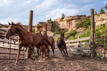 Herd of ranch horses being herded up and sorted in pens for riding and ranch work in the beautiful rocky and dusty landscape of montana. - obrazy, fototapety, plakaty