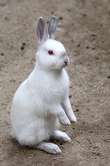 Hase / Hare / Lepus