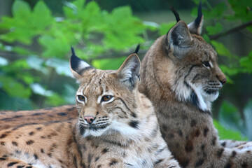 Eurasischer Luchs / Eurasian Lynx / Lynx lynx.. © Ludwig
