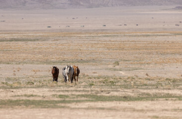 Wild Horses in the Utah Desert in Spring