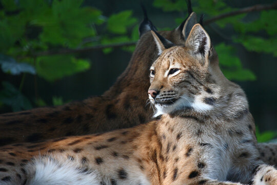Eurasischer Luchs / Eurasian Lynx / Lynx lynx..