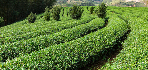 Green tea garden