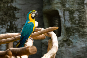 Blue and yellow macaws perched on a wooden perch.
