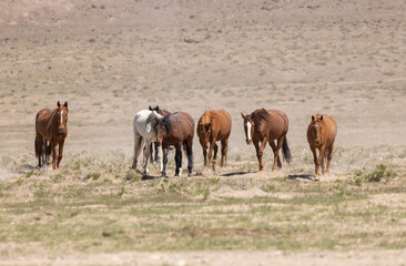 Wild Horses in the Utah Desert in Spring