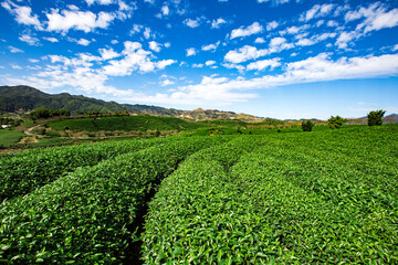 Green tea garden