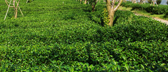 Green tea garden