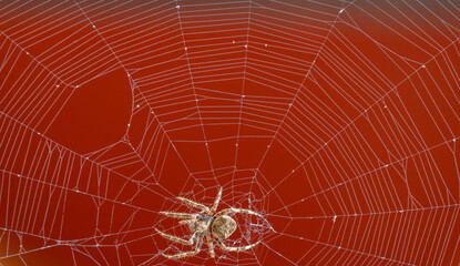 Spider over the spiderweb against red background