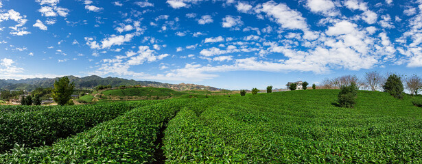 Green tea garden