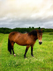 horse in the field