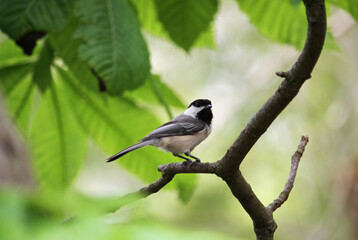black capped chickadee on branch