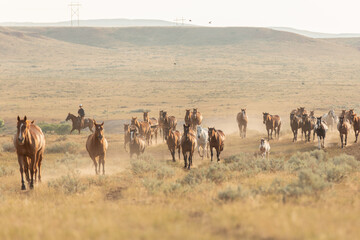Herd of horses galloping in the dust on the plains of the western united states stallions mares .