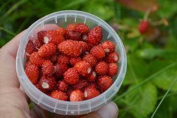 wild strawberries in a bowl in hand harvest