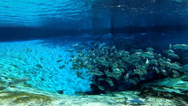 Under water at Florida spring. Silver Glen at the Ocala National Forest. With Tons of striped bass.