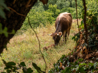 A close up of a cow licking her newborn calf in the field