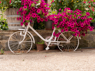 An old retro white bicycle, adorned with pink flowers growing from the garden