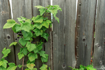 Branches of a black currant bush on the background of a wooden fence.