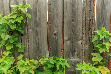 Fototapeta na wymiar Branches of a black currant bush on the background of a wooden fence.