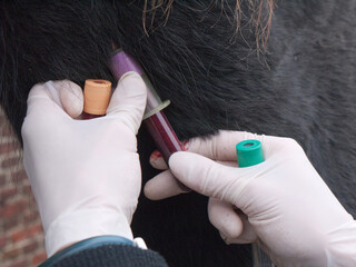 Veterinarian takes blood from a Friesian horse from the neck vein with vacutainer blood tubes. Blood collection from a horse