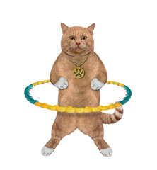 A reddish cat is exercising with a hula hoop. White background. Isolated.